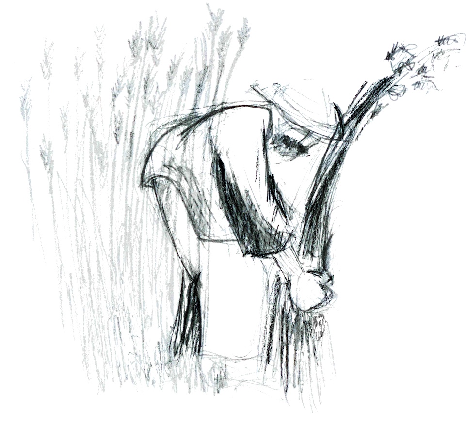 Le rêve du colibri : les liens utiles